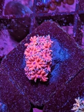 WYSIWYG RARE Multicolor Rainbow Goniopora Goni Long Polyp LPS SPS Zoa JF WWC TSA