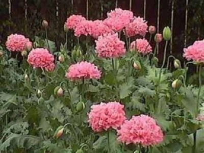 SEEDVILLE USA 250 Bombast ROSE PEONY POPPY Papaver Peoniflorum Flower Seeds