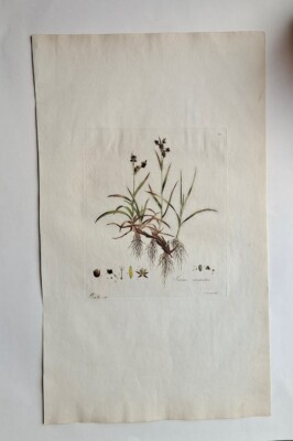 FLORA LONDINENSIS LONDON BOTANISCHE CURTIS HANDFARBIGE GRAVUR 1798