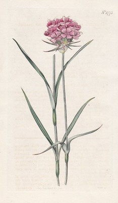 Dianthus artorubens Nelke pink Botanik botany Kupferstich engraving Curtis 1775