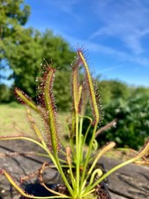 Live LARGE Drosera Capensis Red Sundew. Carnivorous Better Than Venus Fly Trap.