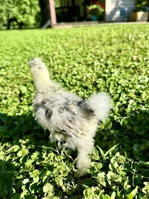 12+ Fertile Eggs Silkie Paint, Gray, Black, White, Splash, Partridge FedEx 2day