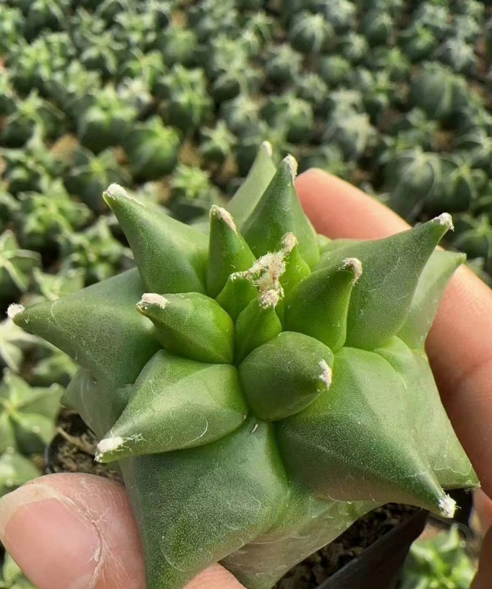 Astrophytum myriostygma 'Kikko' - Seedgrown Rare suculents plants 5-7CM