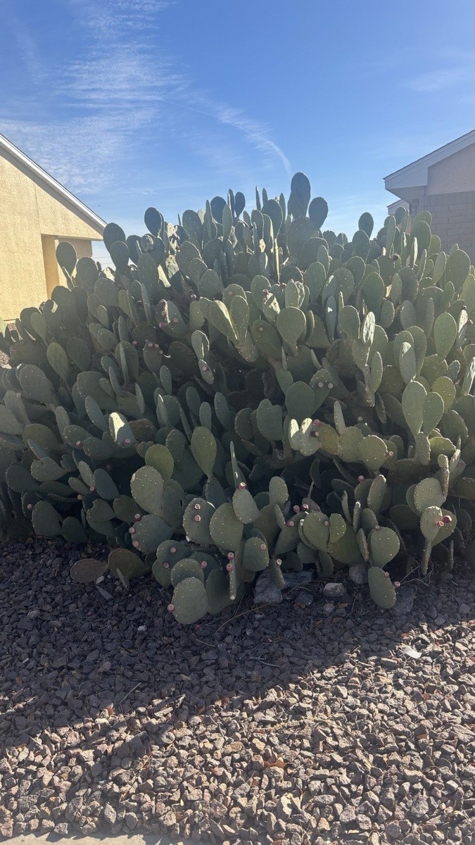 Prickly Pear Cactus pads. $1.50 per pad. | eBay