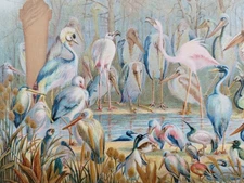 Antique 1898 Tropical Long Legged Birds Book Chromolithograph Stalks Flamingo