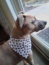 White Dog Bandana, Black Paw Prints, XS, M,