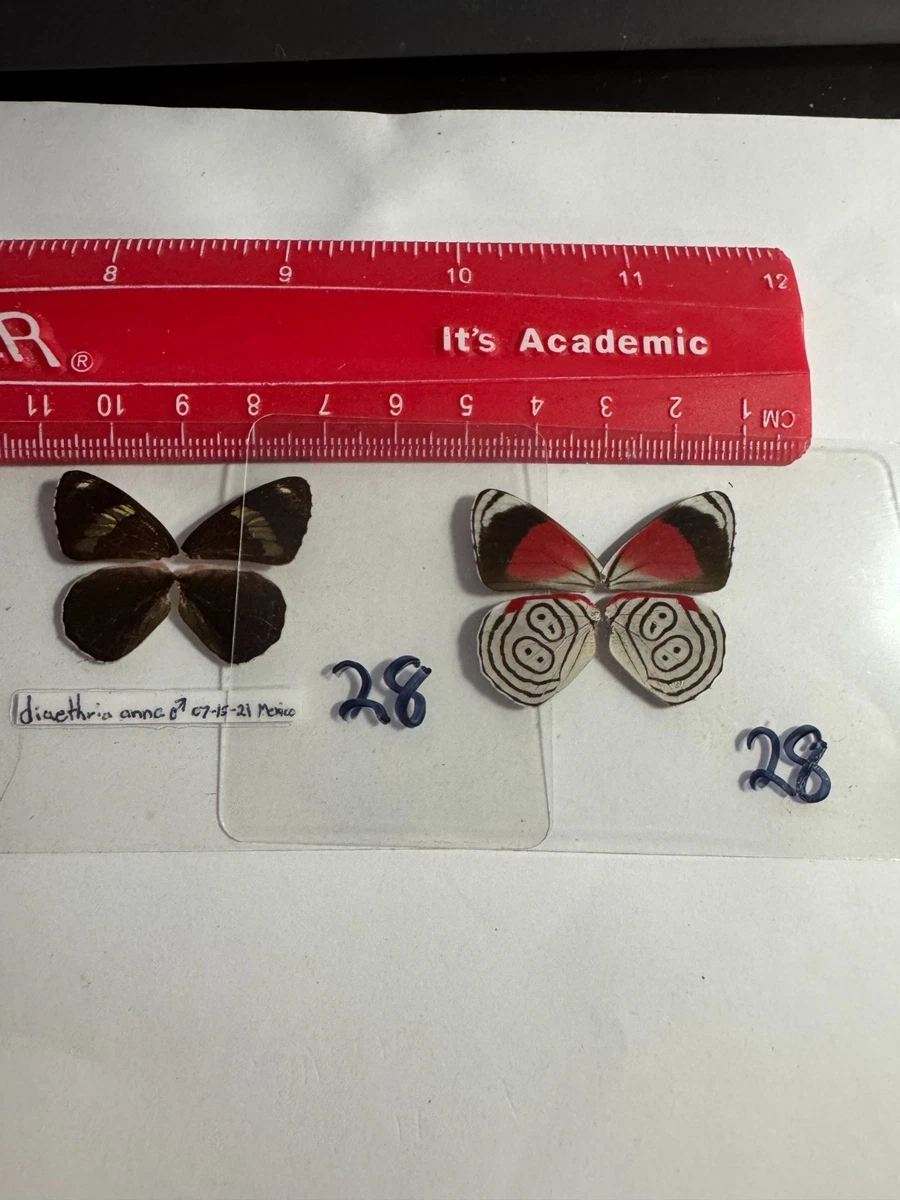 昆虫、蝴蝶收藏品| eBay