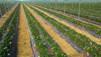 Telo Pacciamatura Biodegradabile "BASF" Largh. 100 Cm Fori Sfalsati 40 Cm 400 Mt Eiffel - Foto 9