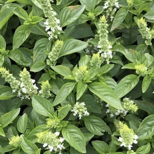 Lime Basil Seeds - For 2025 Planting Ocimum Americanum Kemangi Bai Manglak