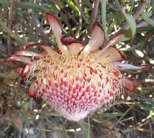 Protea humiflora Seeds - Rare South African Shrub - Patent-Leaf Sugarbush