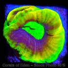 Corals of Eden ~ NON WYSIWYG Live Coral Frag ~ Dragon Soul Favia Coral ~ LPS SPS — photo 4