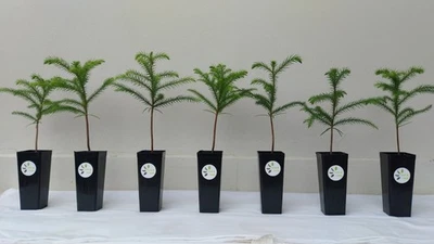 2 x Norfolk Island Pine large established seedlings (Bonsai, Xmas tree, pot) - image 1 of 4