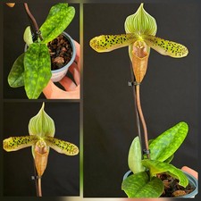 Paphiopedilum Hybrid. Dotted Flowers. Mottled Leaves. 9cm Pot. Miniature Orchid 