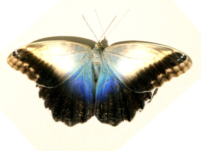 Caligo memnon