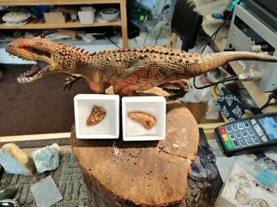 fossiler Dinosawzahn Carcharodontosurus beim Umgang gepflegt  