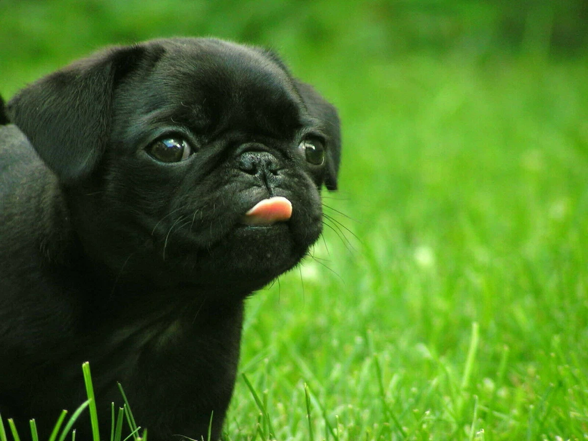 BLACK PUG DOG 8X10 GLOSSY PHOTO PICTURE IMAGE 3 eBay