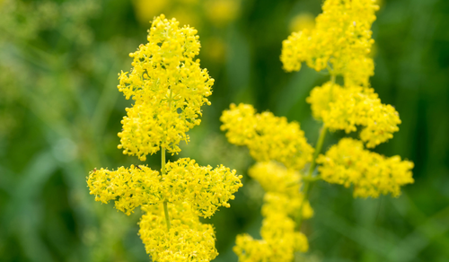 LADIES BEDSTRAW WILD YELLOW BRITISH FLOWER SEEDS GALIUM VERUM SLYNE GARDEN - Picture 4 of 4