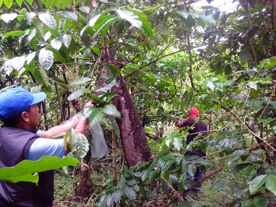 Café Lavanta 2 libras con sabor (TÚ ELIGES) ¡Café REGULAR O DESCAFEINADO!  1 de 3 Foto 4 de 4