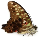 GRAPHIUM AGAMEMNON PLISTHENES FEMALE FROM CERAM ISL.