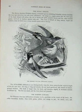 Old Antique Print Cassell'S Birds C1870 Horned Sun-Gem Splendid Coquette 19th