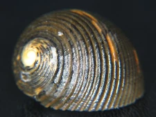 NERITA SCABRICOSTTA: THESE CAME FROM COSTA RICA @ 26.98mm W/OPERCULUM!
