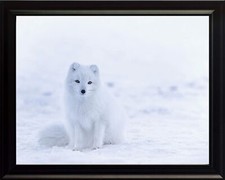 Wildlife Animal Cute Fluffy Arctic Fox Poster Print Picture or Framed Wall Art