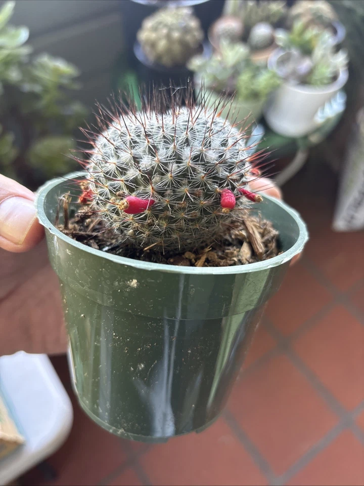 Mammillaria Ritteriana Rare Cactus / Succulent 3.5 In Pot - Image 4 of 4