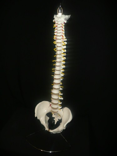 Human Vertebral Column with Pelvis Skeleton Model - Medical Anatomical Spine - Bild 2 von 4