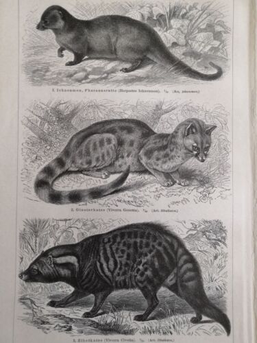 1890 WEASEL Engraving Mink Mongoose Badger Double Illustration 6.5 x 9.5 C13-7 - Afbeelding 1 van 4