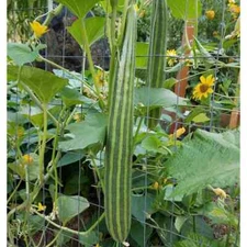 Cucumber Seeds - Armenian Striped Cucumber - 1.gram
