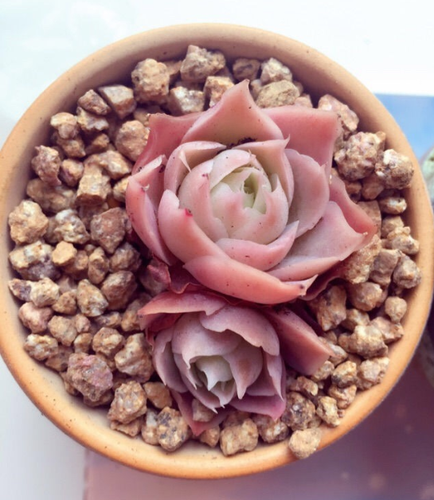 Rare succulent, Echeveria simulans, Laguna Sanchez, 10 seeds