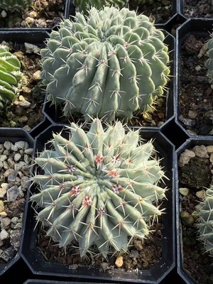 Raresucculent plant Notocactus buinningii cactus cacti seedgrowth 5CM
