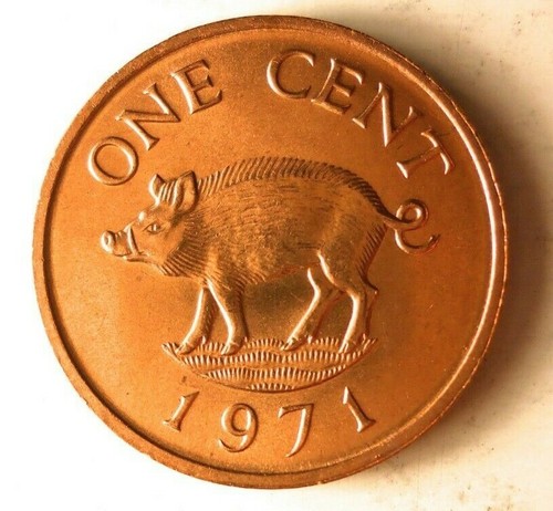 1971 BERMUDA CENT - WILD BOAR - AU/UNC - FREE SHIP - LOT QQQ