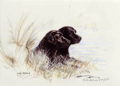 Lab Labrador Retriever Pair Limited Edition Art Print by UK Artist Gill Evans* - Picture 1 of 1