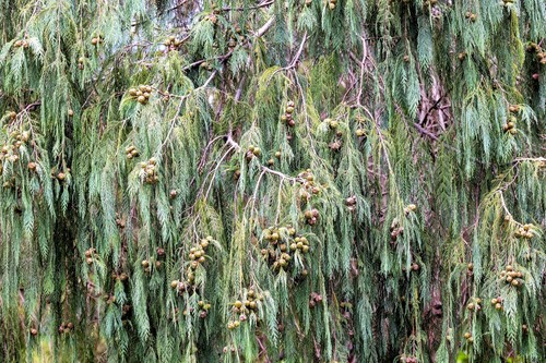 30 Kashmir WEEPING CYPRESS TREE Cupressus Cashmeriana Blue Evergreen Seeds - Picture 9 of 10