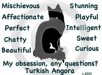 Turkish Angora Cat My Obsession, any questions? Pillow 16 x 16  free ship