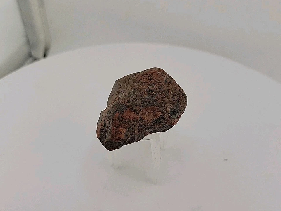 Permineralized Fossil Bird Skull Amazing Uv Reactiveness - Image 2 of 4