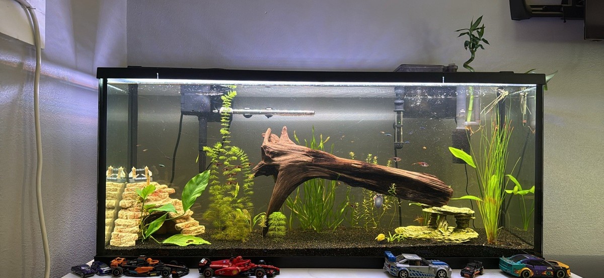 ebay 55 gallons fish tank with all accessories 55 Gallon Aquarium Full Setup Fish Tank