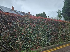 10 - 1000 BEECH SEEDS. FAGUS SYLVATICA  (copper beech) ATROPURPUREA SEEDS.,