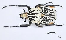 Goliathus goliatus meleagris, male, A-, 65 mm, DR Congo, #GC73