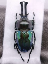 Phalacrognathus muelleri Blueish-green color ...