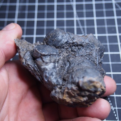 294gr Rugosa, Tabulata Czech Fossil Coral Devonian 1539 - Picture 12 of 22