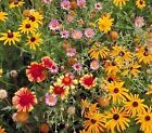Outsidepride Perennial Wild Flower Seed Mix Planting Garden Patio Indoor 1 Lb