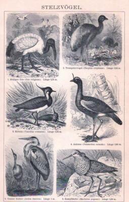  Heiliger Ibis, Trompetervogel, Kiebitz, Aniuma, Grauer Reiher, Kampfläufer