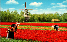 Land Of Flowers & Wind-Mills Bloemenland Molenland Holland Netherlands Postcard