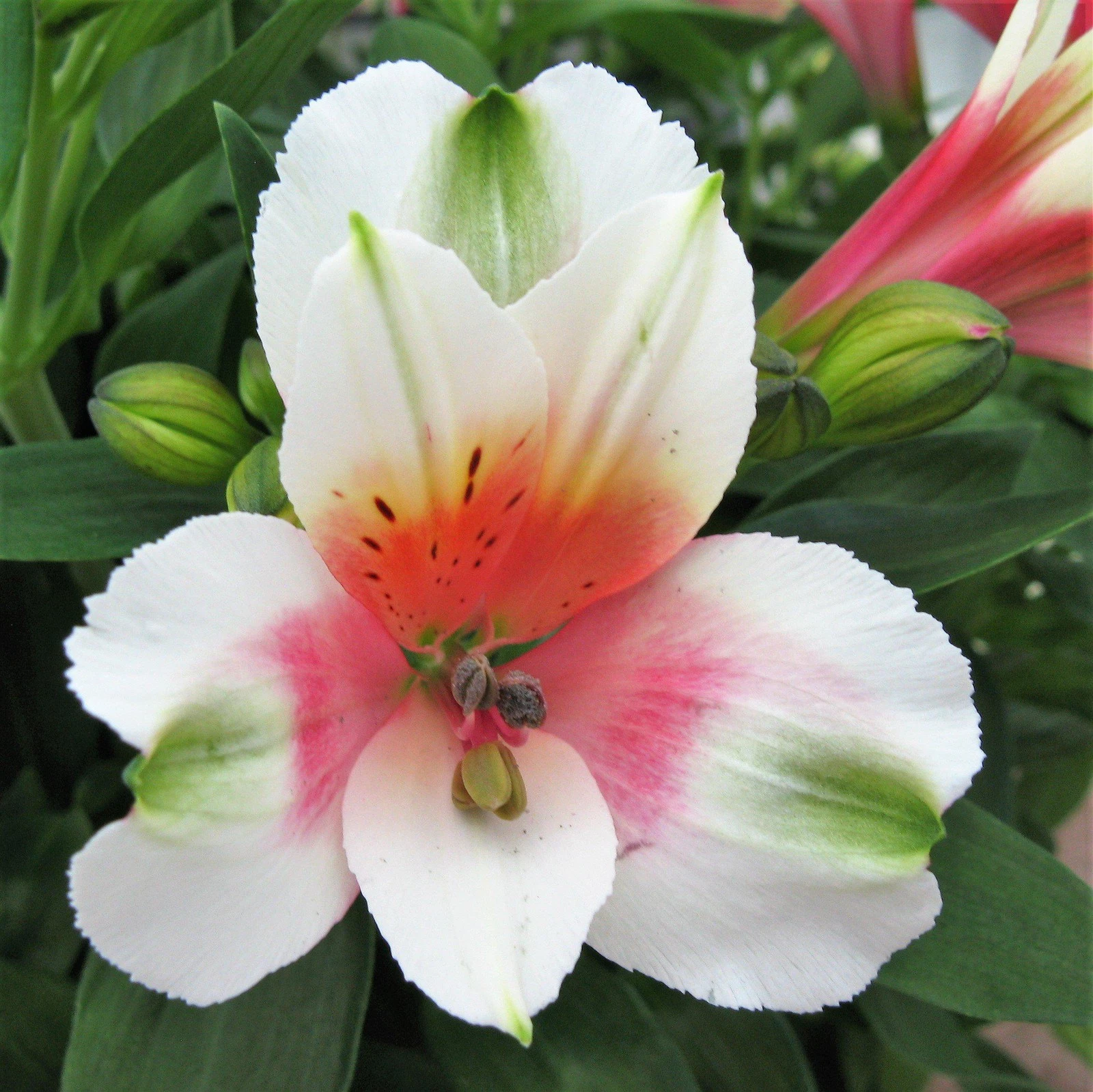 Easy to Grow Bulbs Alstroemeria Inca Lucky - Thumbnail 2