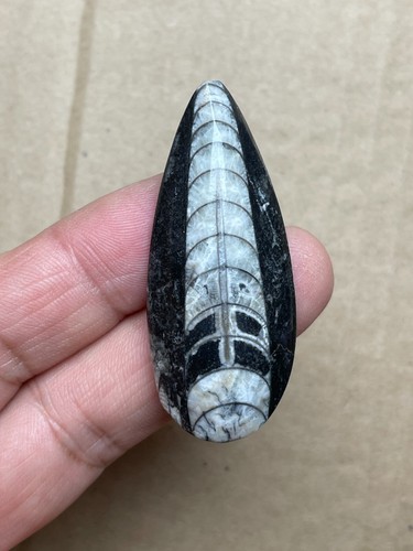 14g natural Ordovician period Sinoceras rock specimen polishing - Picture 2 of 13