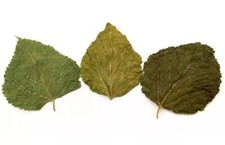 Mulberry Leaves 10 Pices
