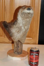 New River Otter Shoulder Mount Taxidermy Whitetail Deer Antler Mule Mink Weasel