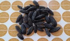 Tonka Beans Tonquin Cumaru Seeds - Brazilian Teak Beans Exotic Aromatic Spice